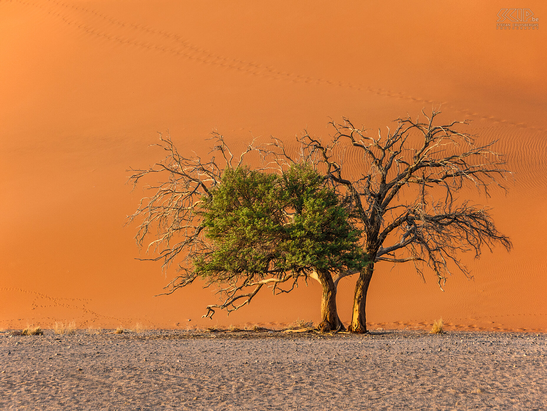 Namib - Dune 45  Stefan Cruysberghs